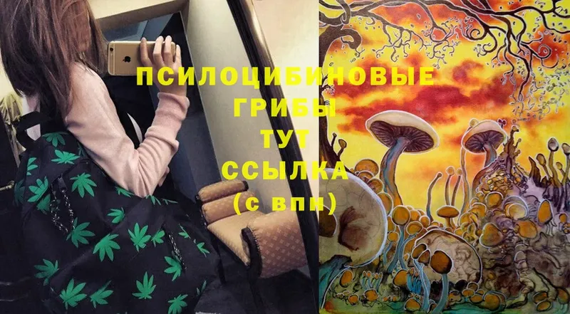 Псилоцибиновые грибы Cubensis  наркота  Москва 